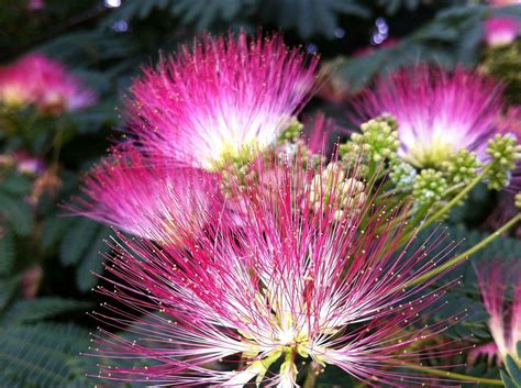 Can You Eat Mimosa Flowers Raw? An Insightful Exploration