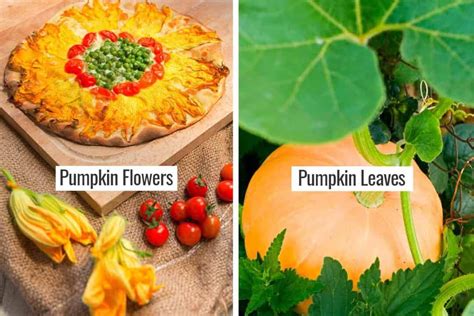 can you eat pumpkin flowers