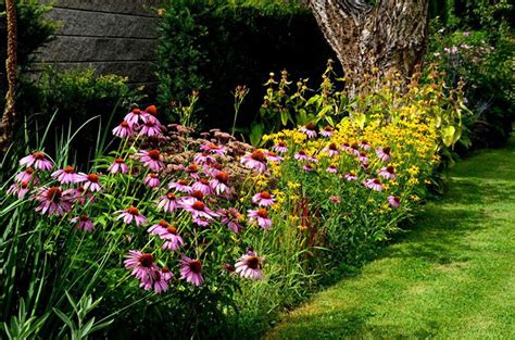 do cone flowers spread their seeds through the wind?