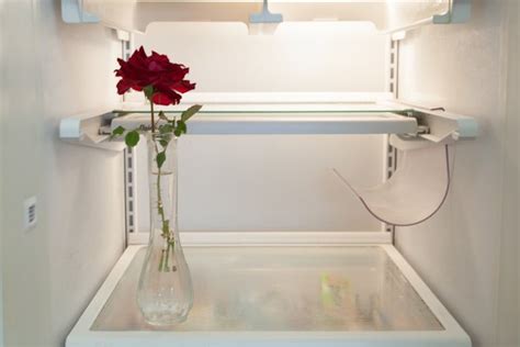 do you put flowers in the fridge: