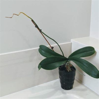 what to do with orchid after flowers fall off: how to care for the orchid's leaves